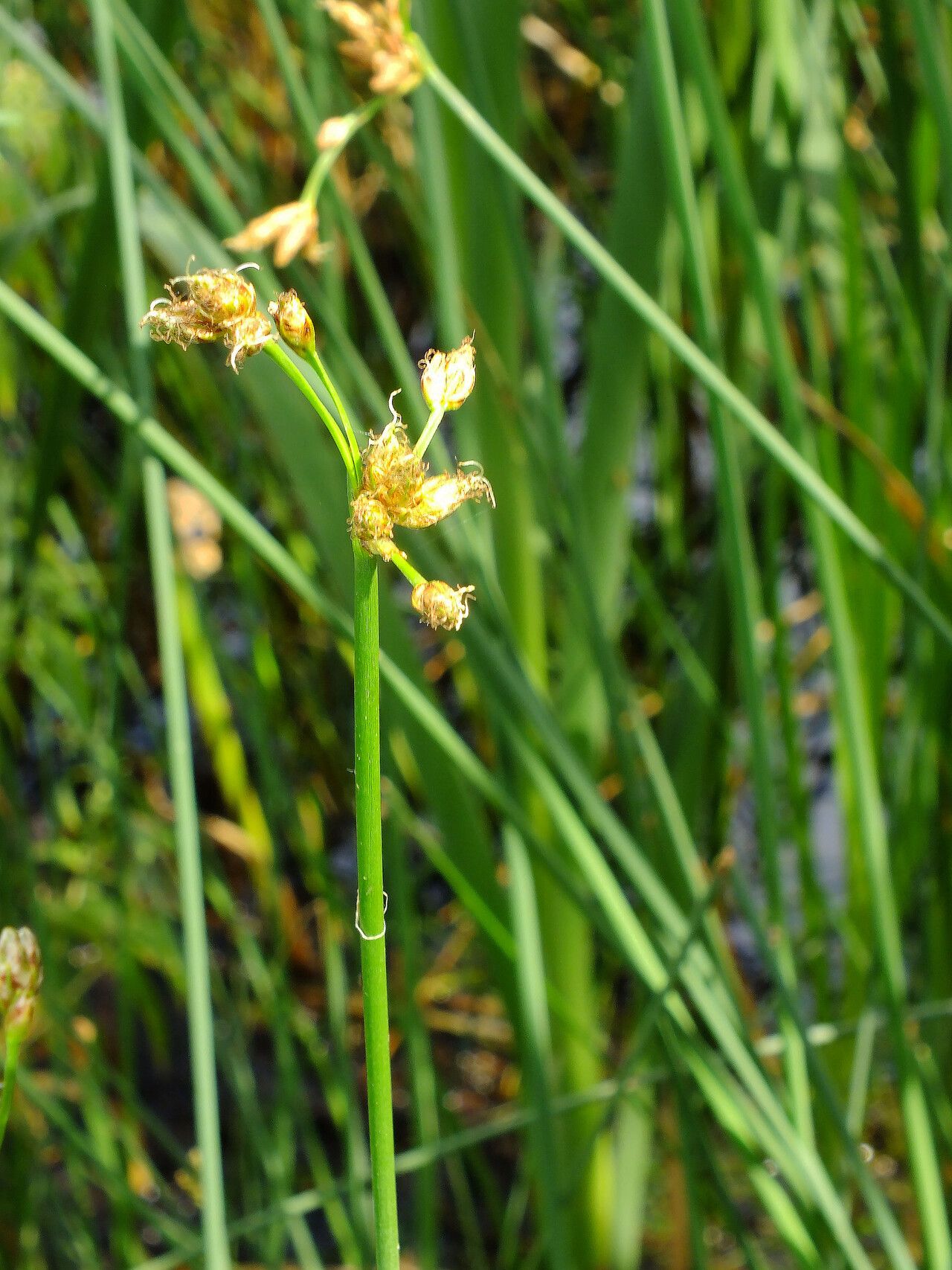 Schoenoplectus lacustris