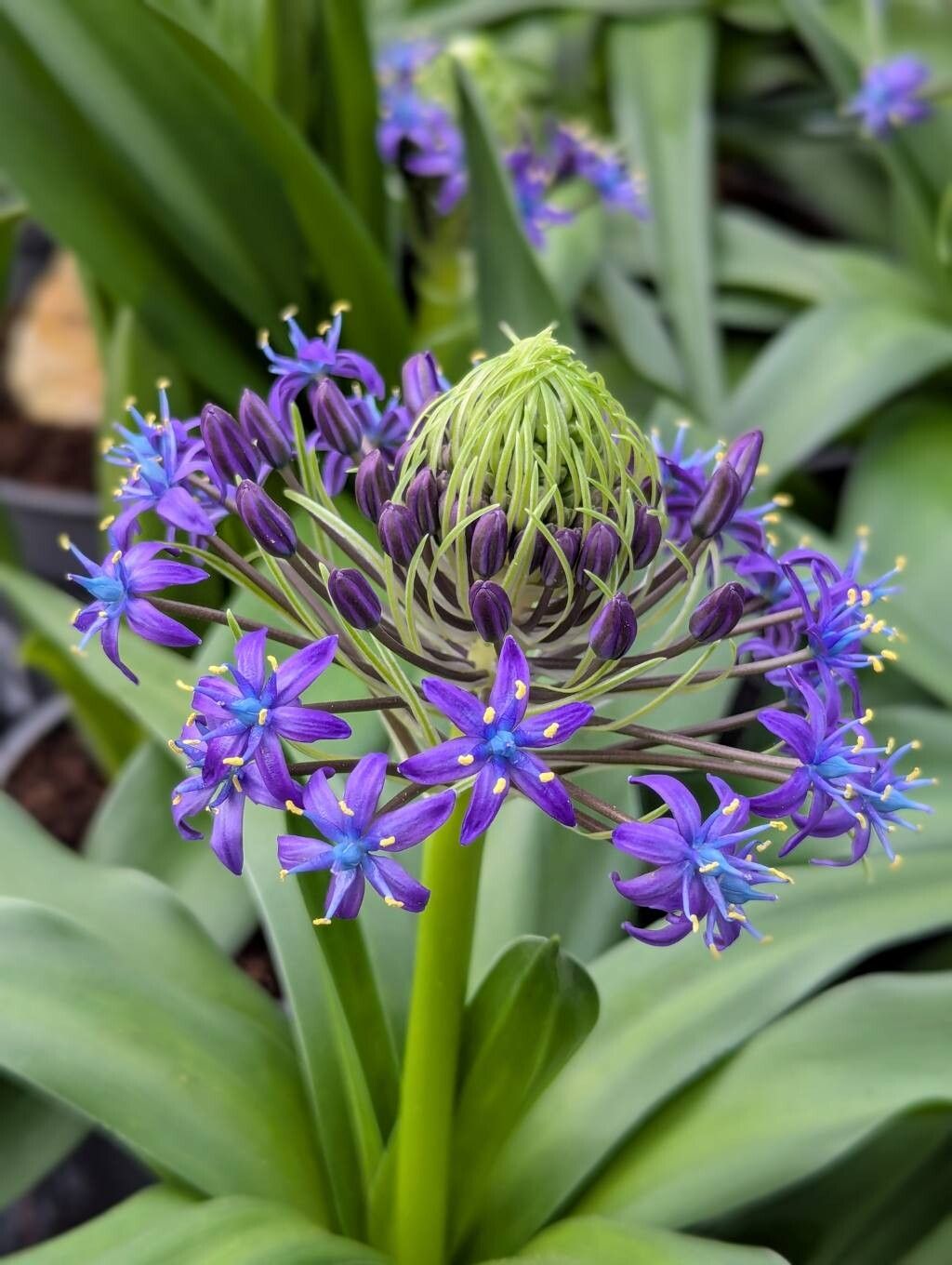 Scilla peruviana