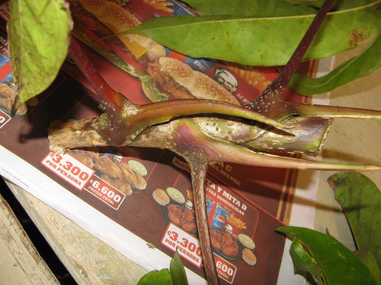 Sciodaphyllum robustum