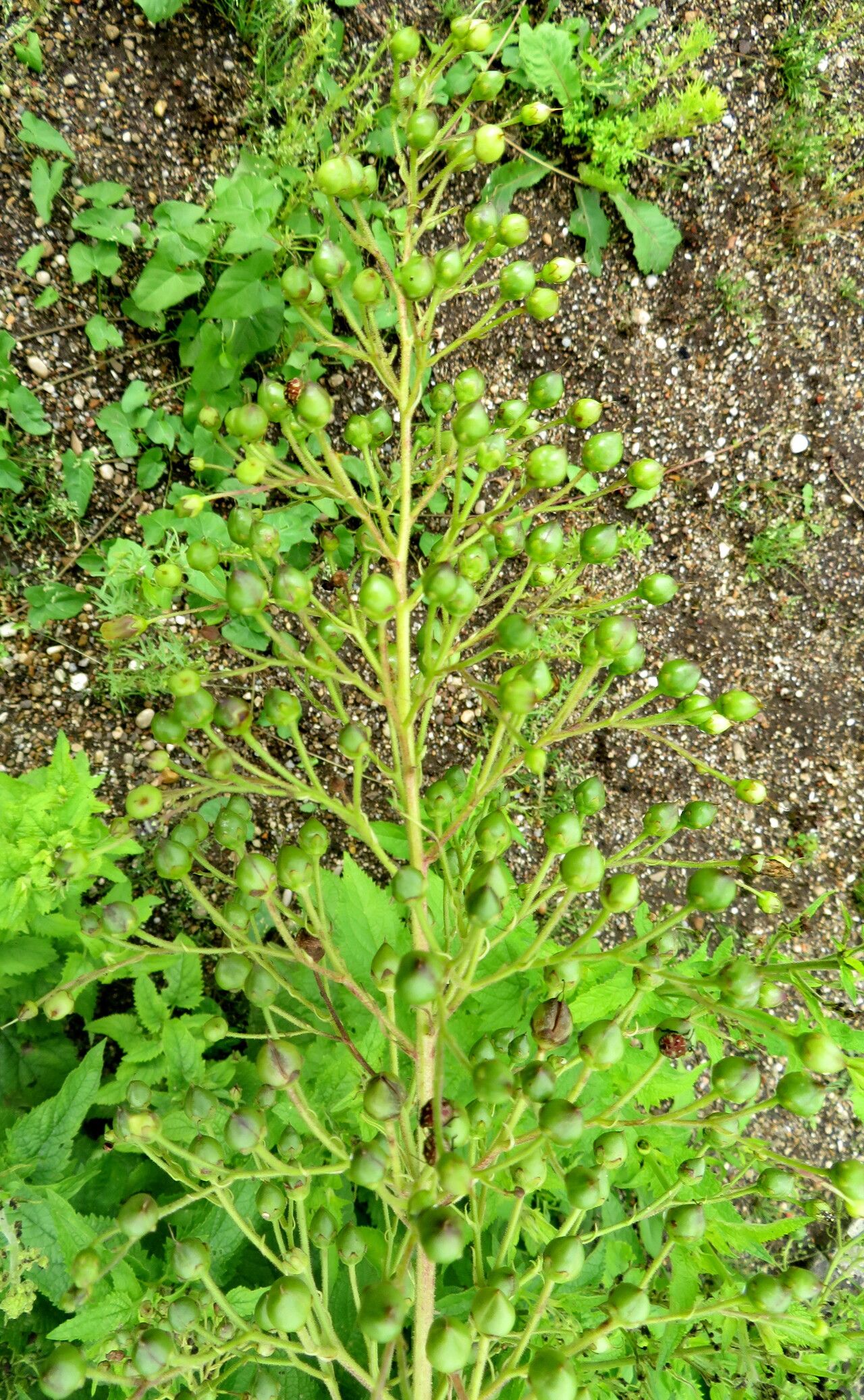 Scrophularia versicolor