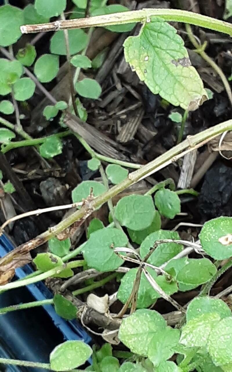 Scutellaria cordifolia