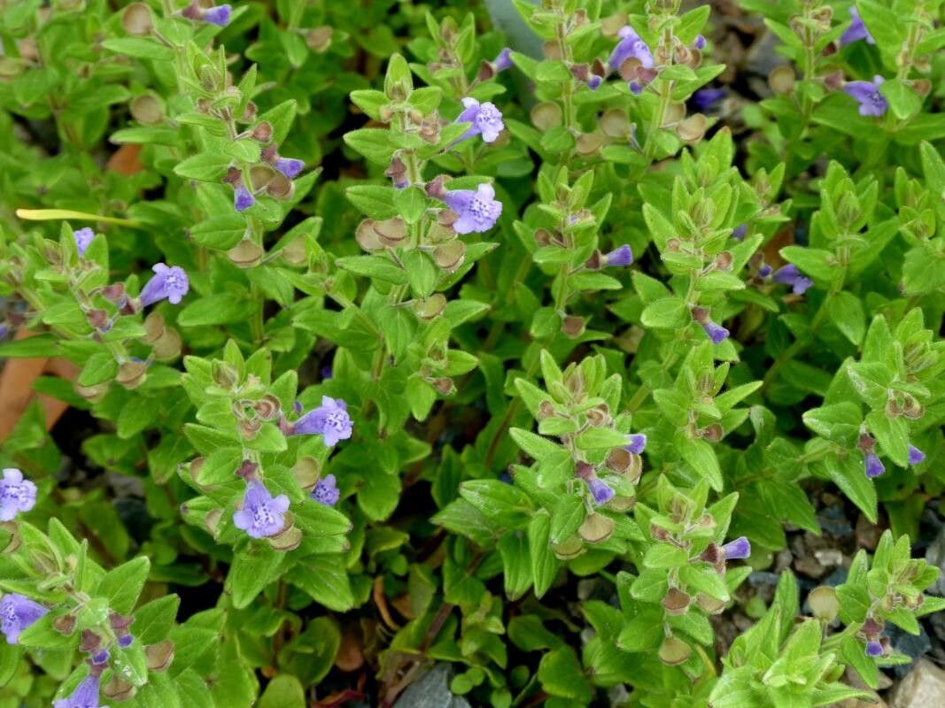 Scutellaria parvula