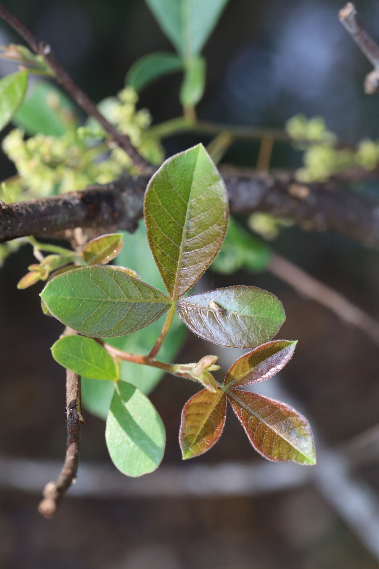 Searsia longipes
