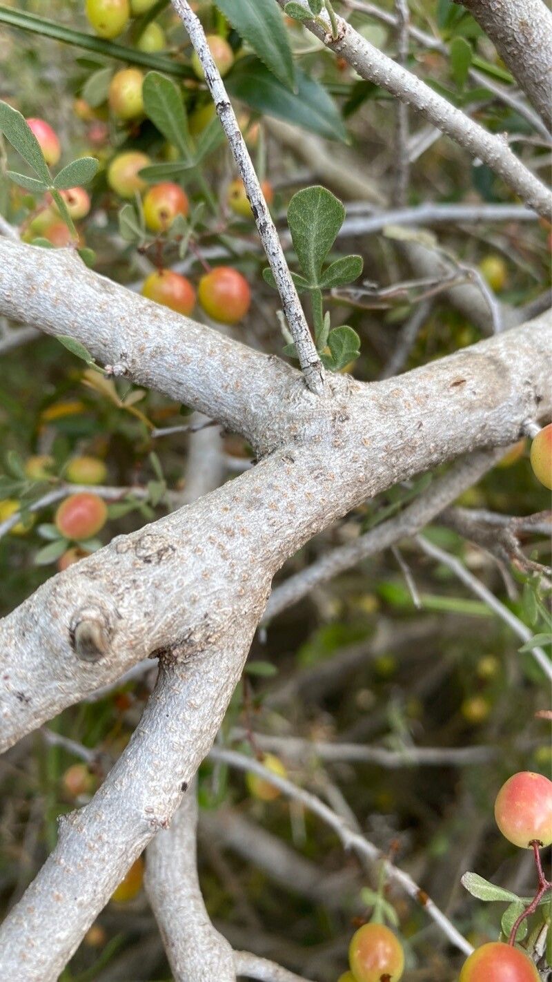 Searsia zeyheri