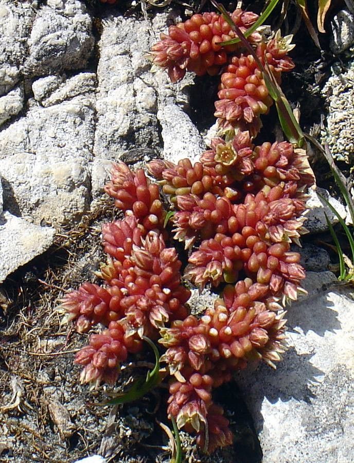 Sedum atratum