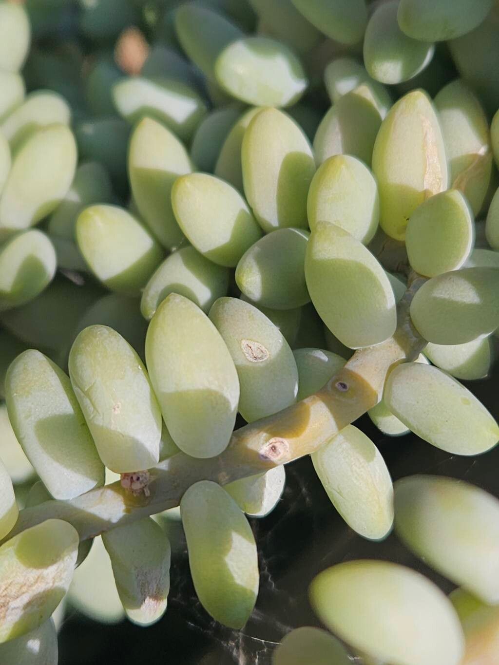 Sedum burrito