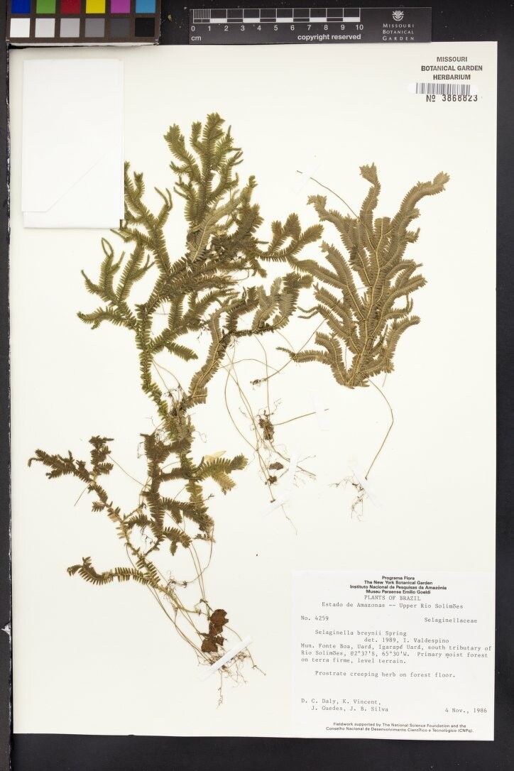 Selaginella breynii