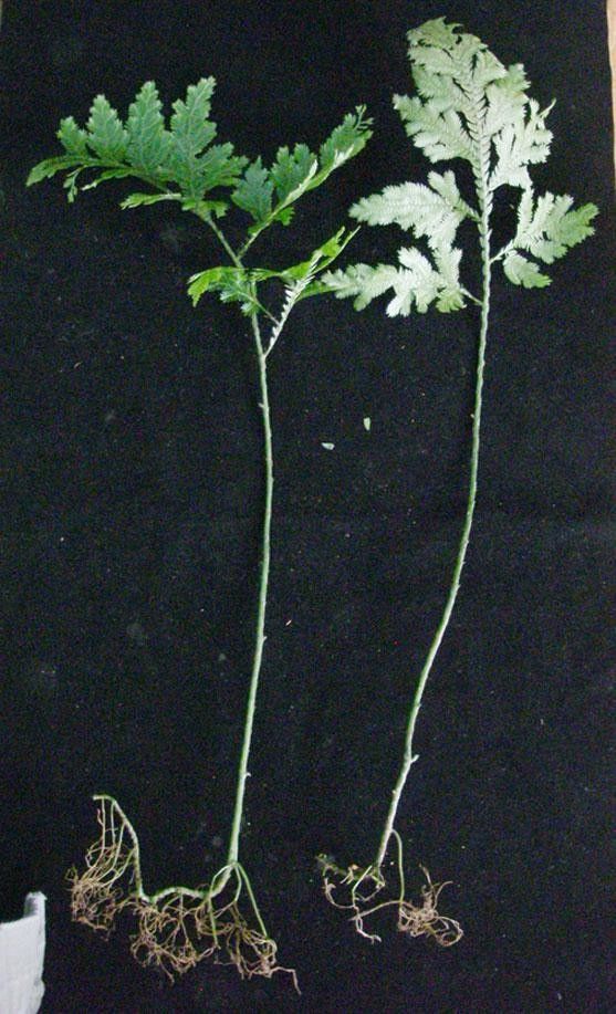 Selaginella oaxacana