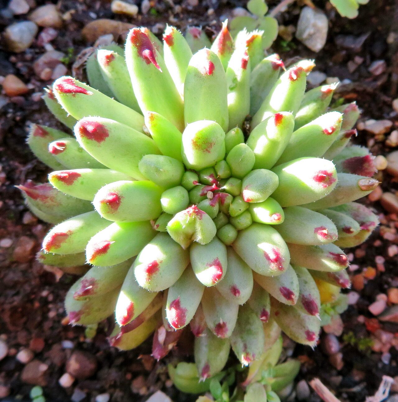 Sempervivum calcareum