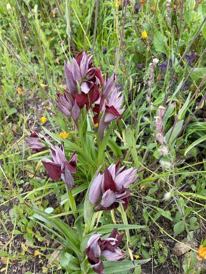 Serapias cordigera