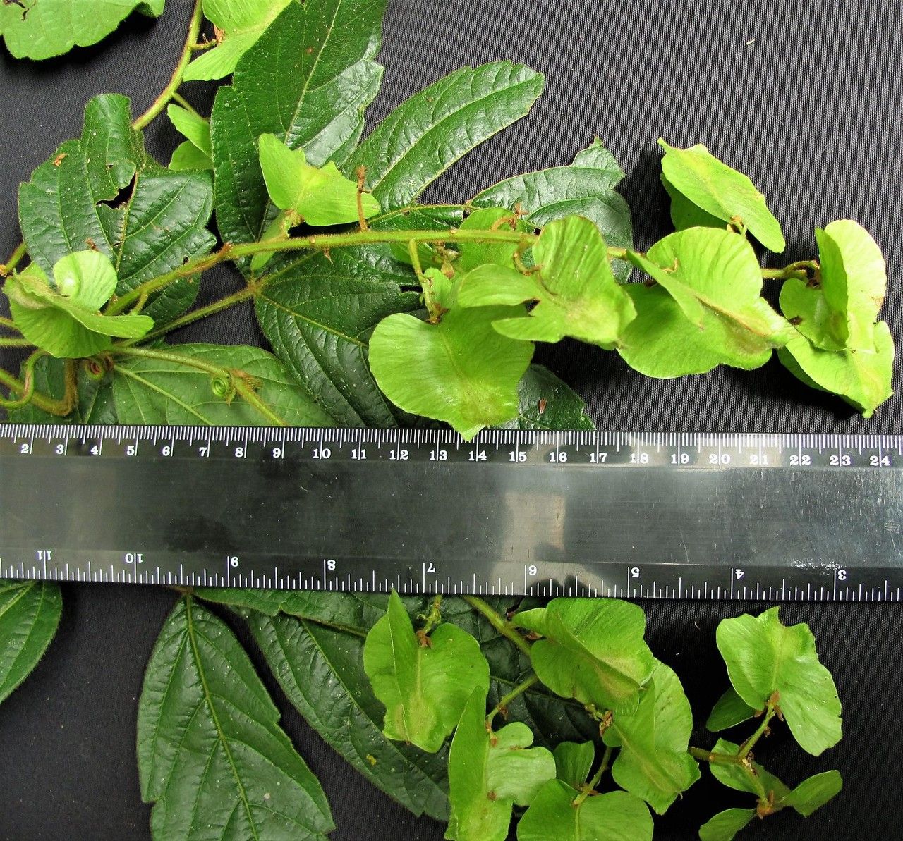 Serjania valerii