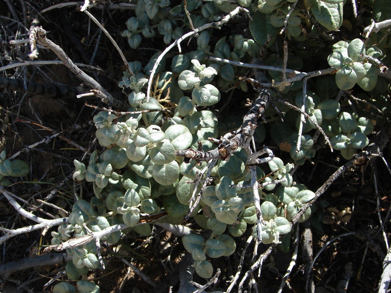 Shepherdia rotundifolia