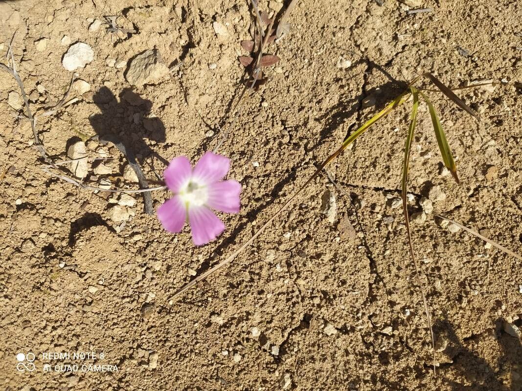 Sidalcea glaucescens