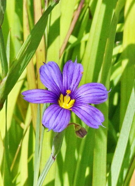 Sisyrinchium bermudiana