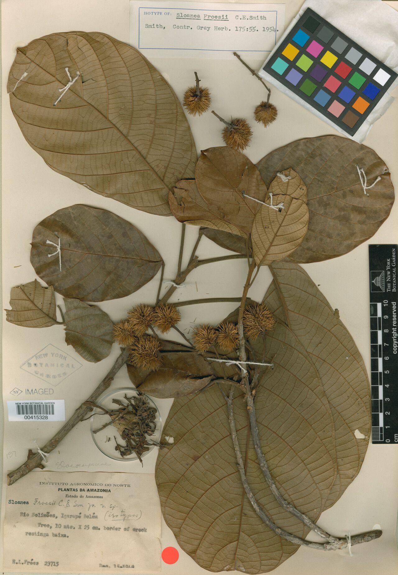 Sloanea froesii