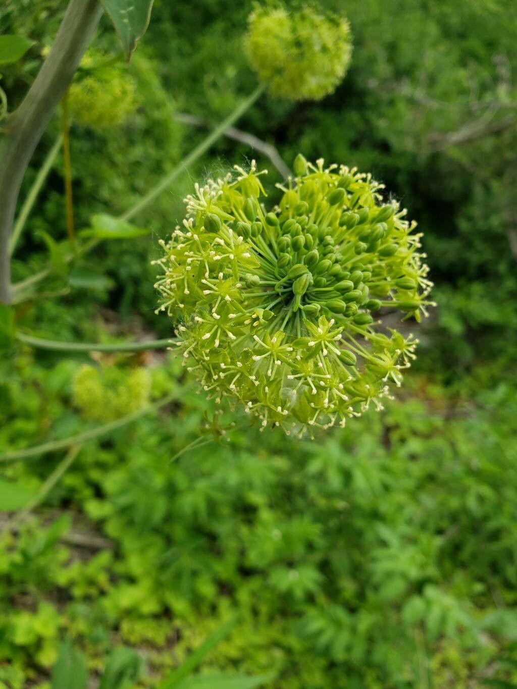 Smilax herbacea