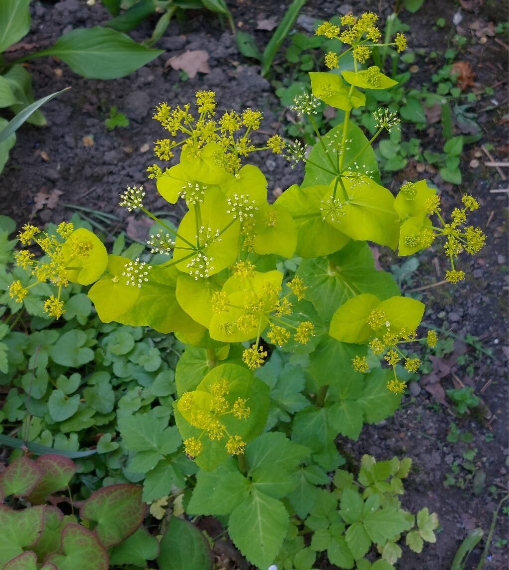Smyrnium perfoliatum