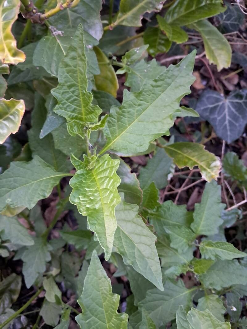Solanum carolinense