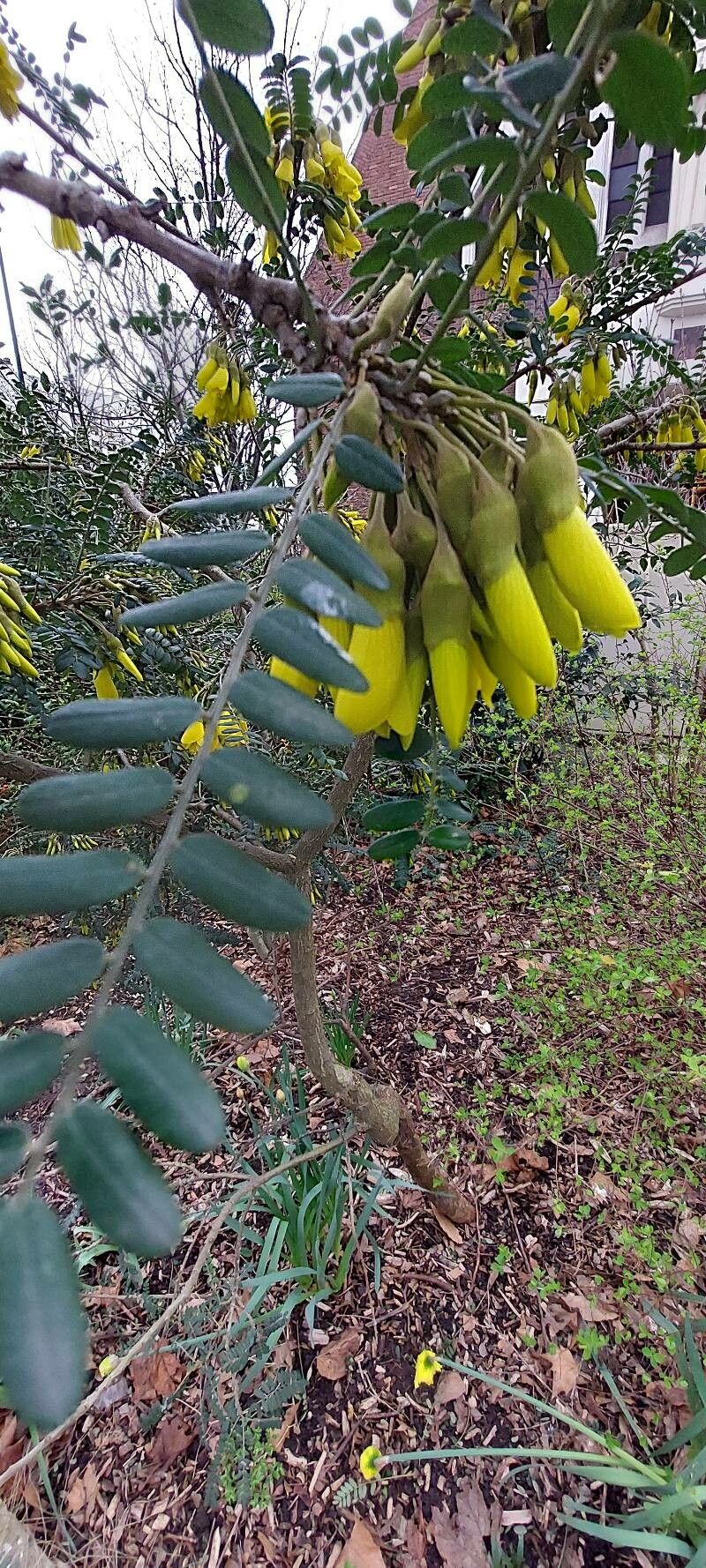 Sophora denudata