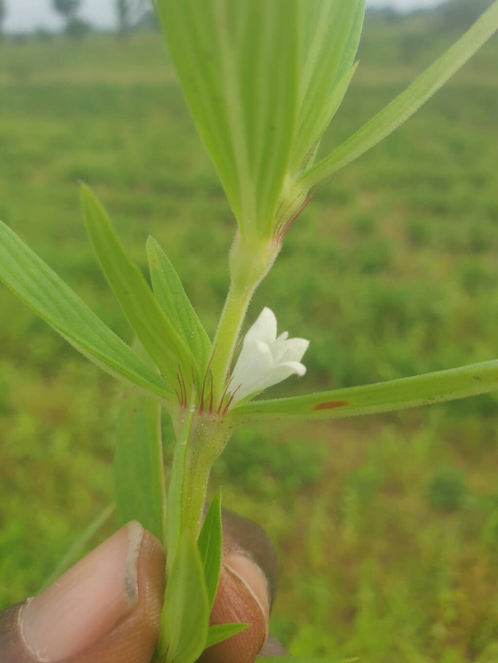 Spermacoce stachydea