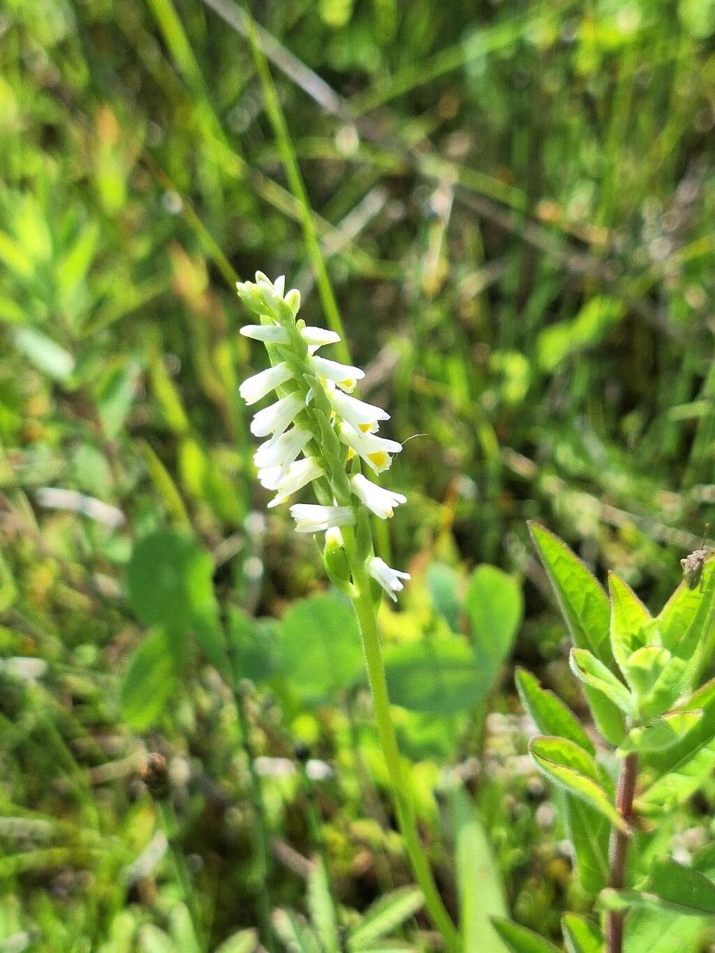 Spiranthes lucida