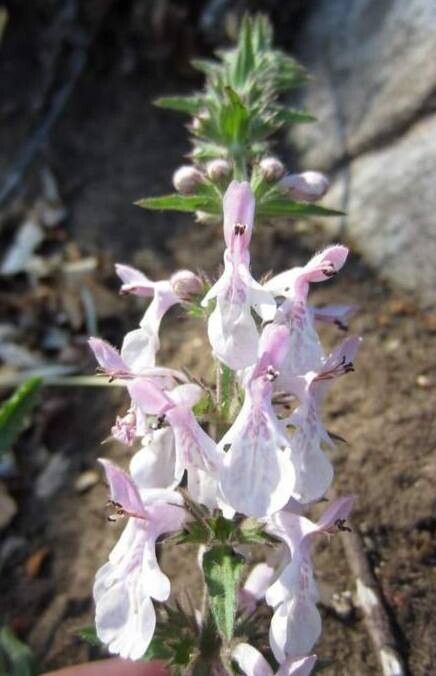 Stachys ajugoides