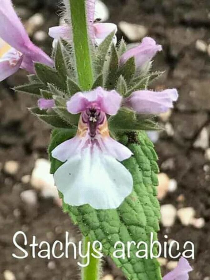 Stachys arabica