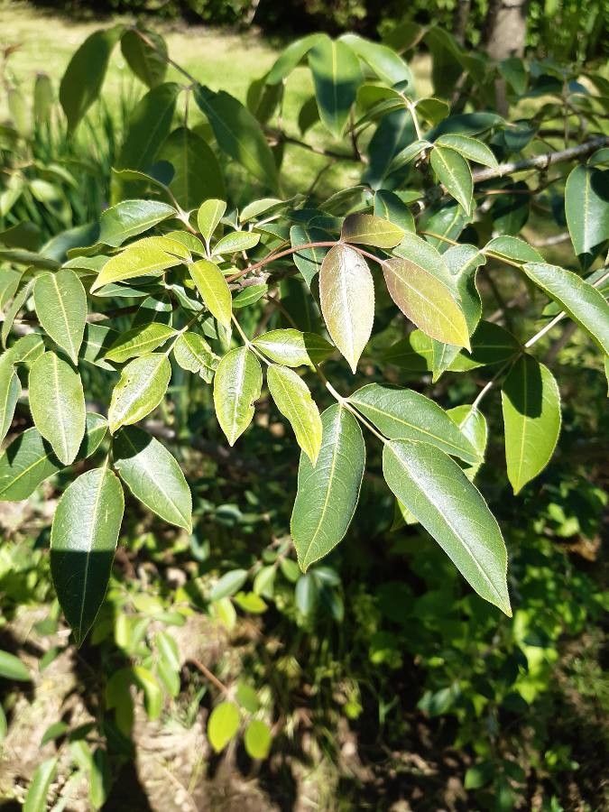 Staphylea holocarpa