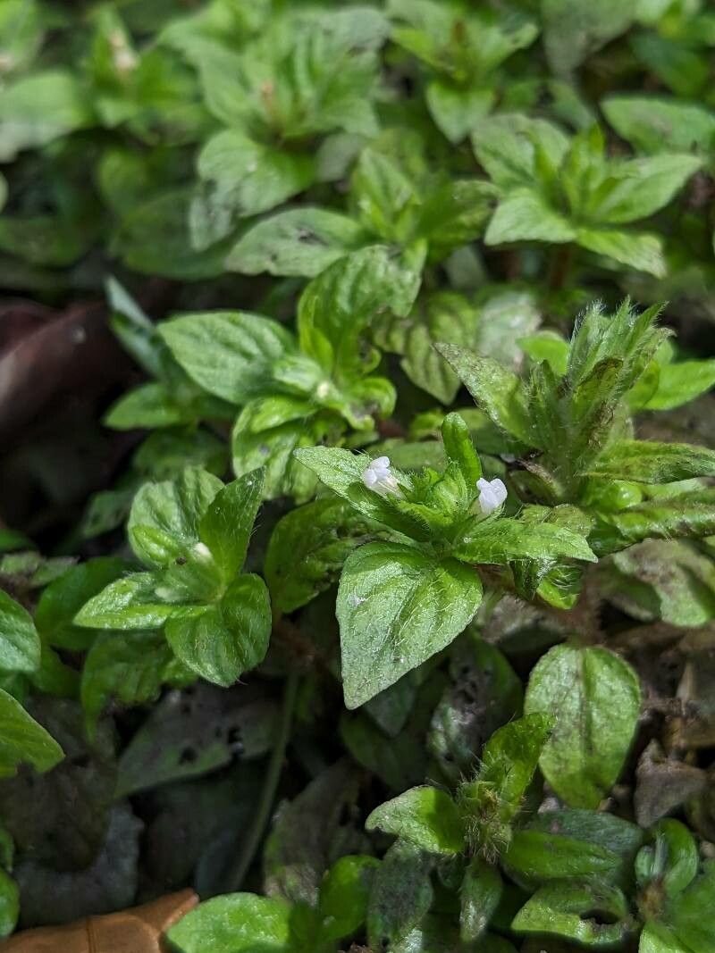 Staurogyne miqueliana