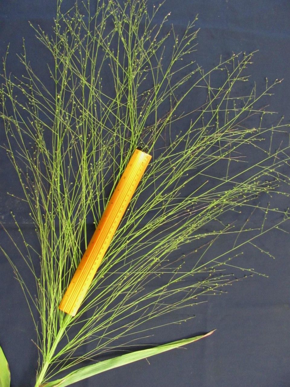 Stephostachys mertensii