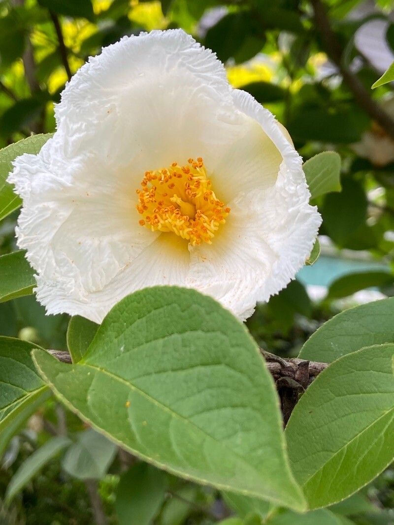 Stewartia ovata