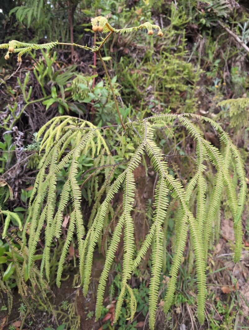 Sticherus flagellaris