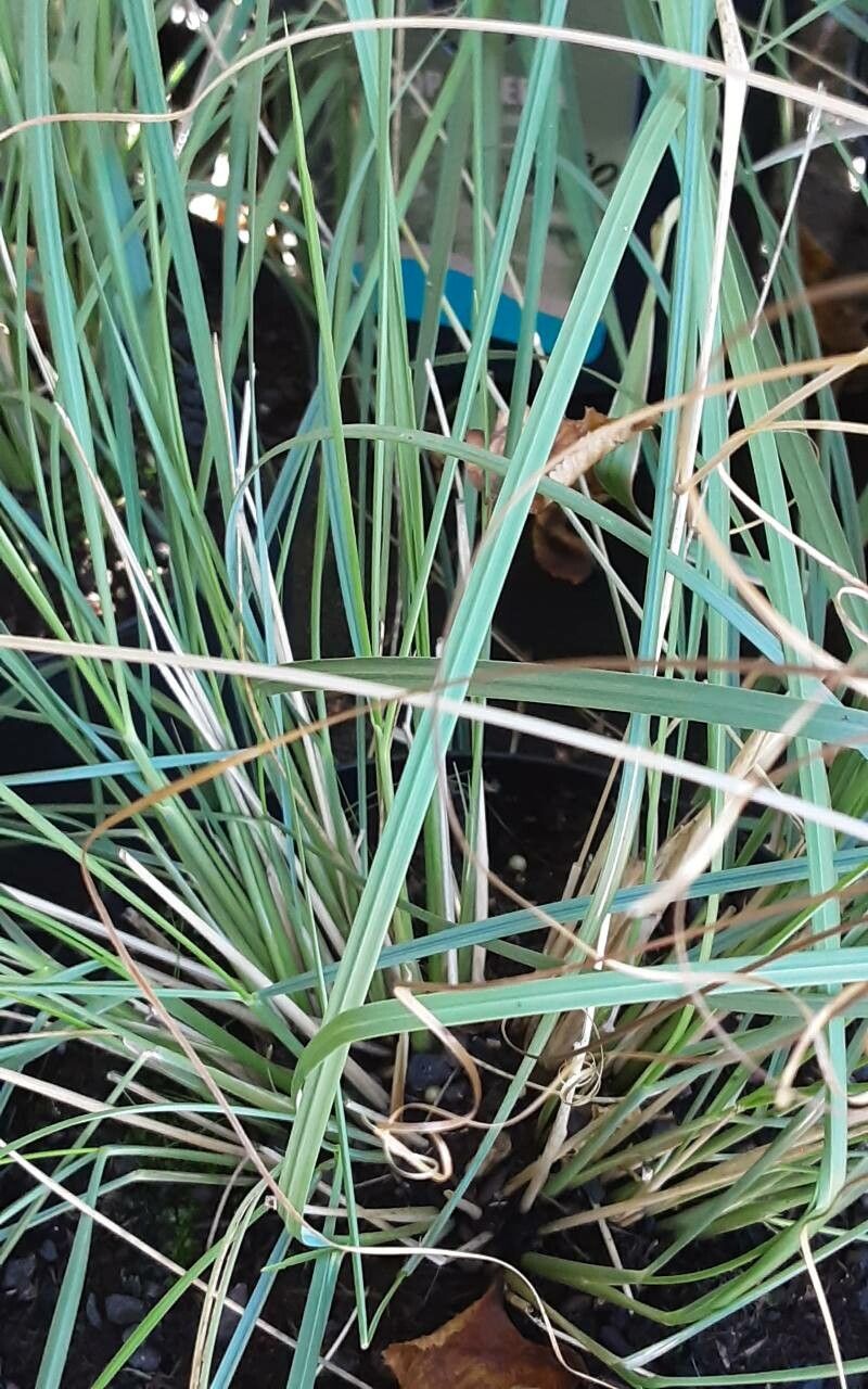 Stipa lagascae