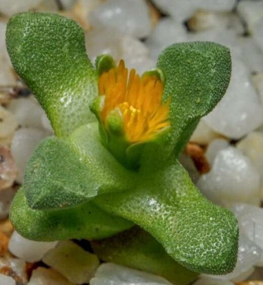 Stomatium suaveolens