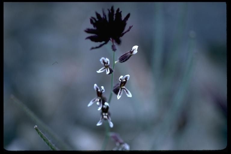Streptanthus insignis