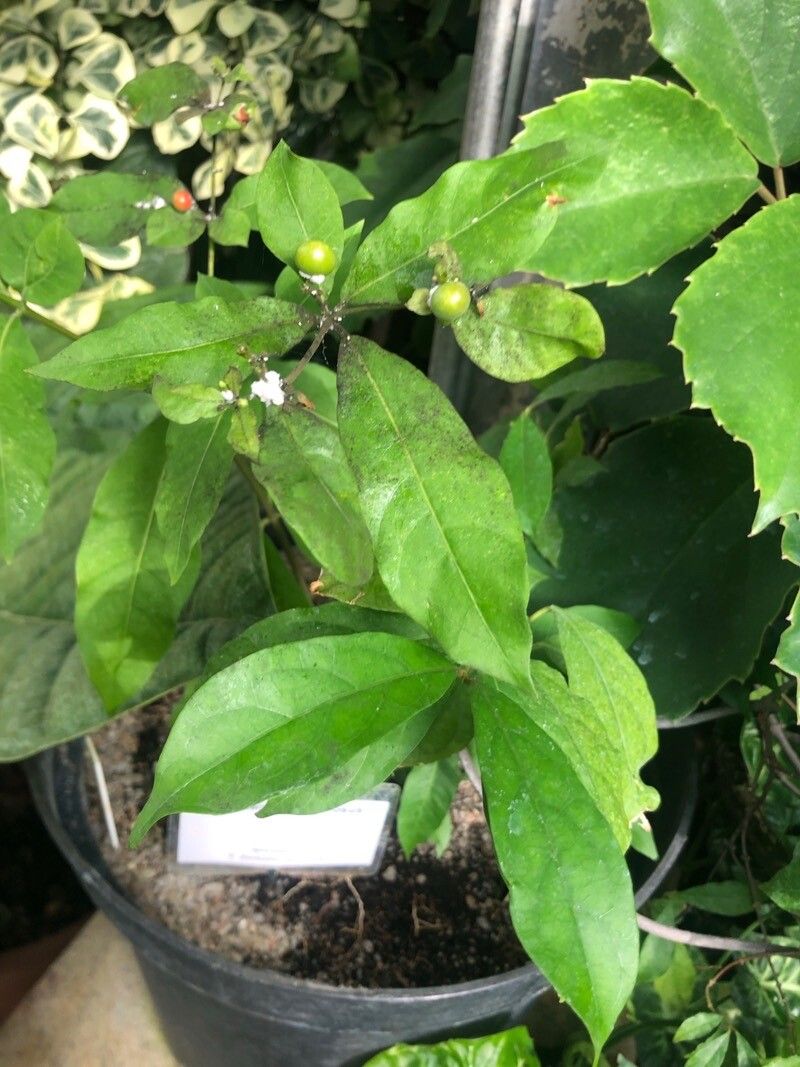 Strophanthus speciosus