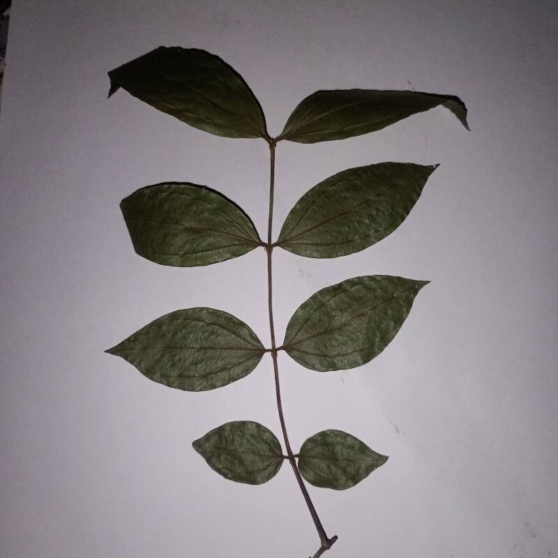 Strychnos panamensis