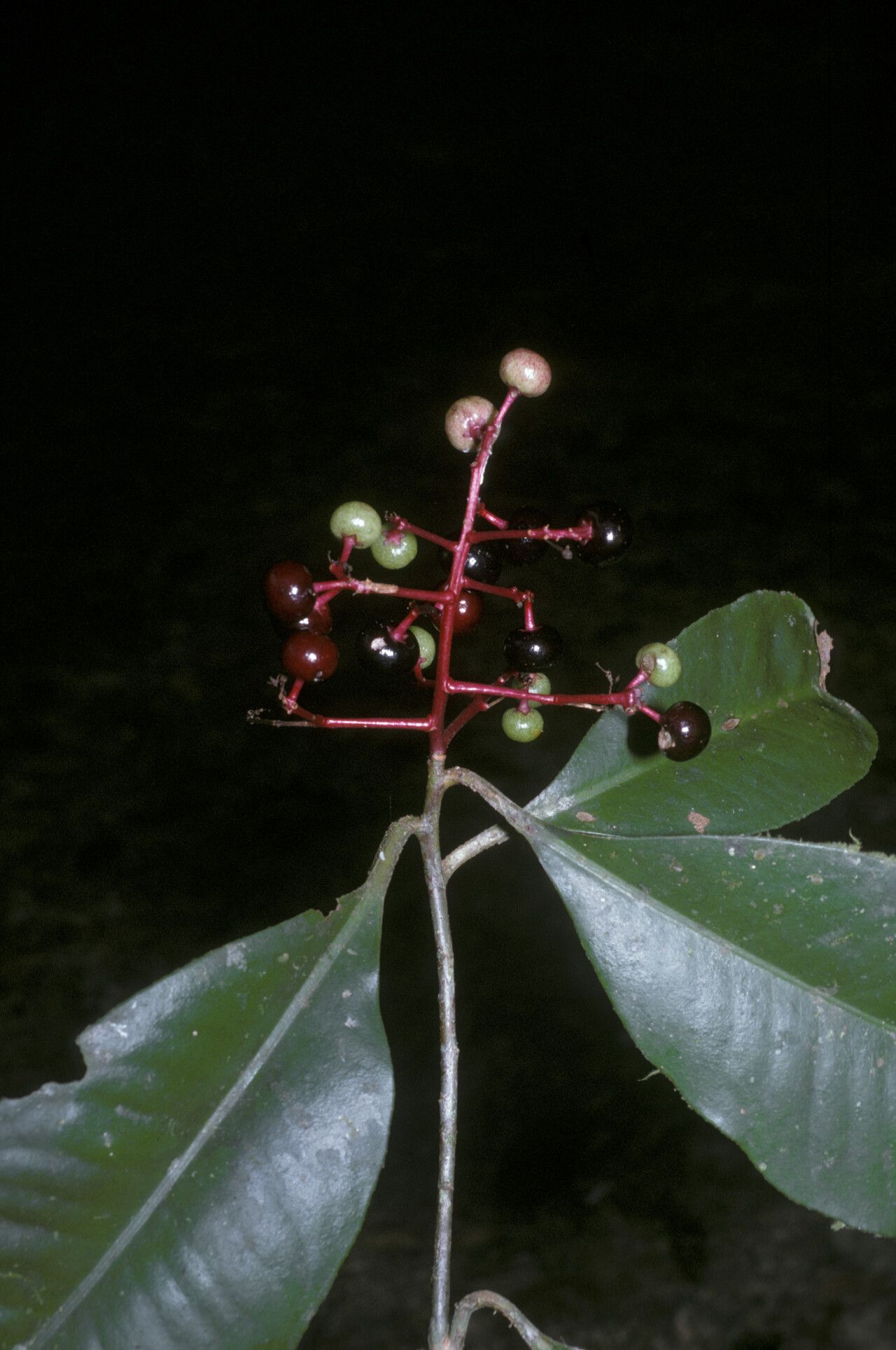 Stylogyne longifolia
