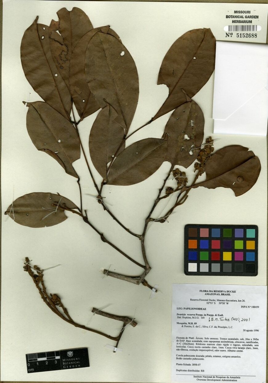 Swartzia recurva