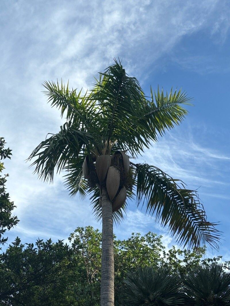 Syagrus vermicularis