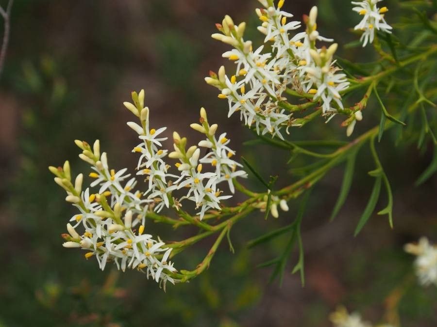 Symphionema paludosum