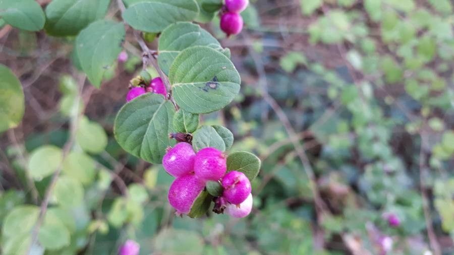 Symphoricarpos orbiculatus