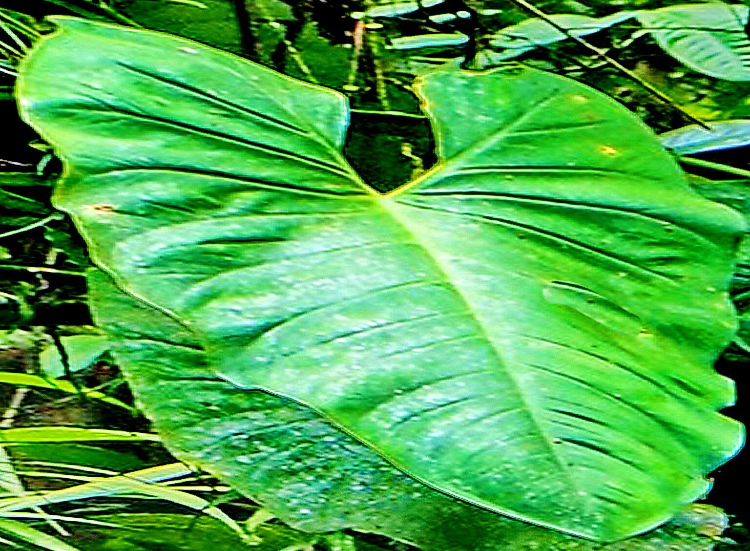 Syngonium schottianum