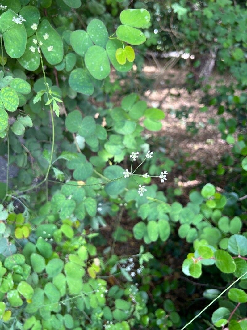 Taenidia integerrima