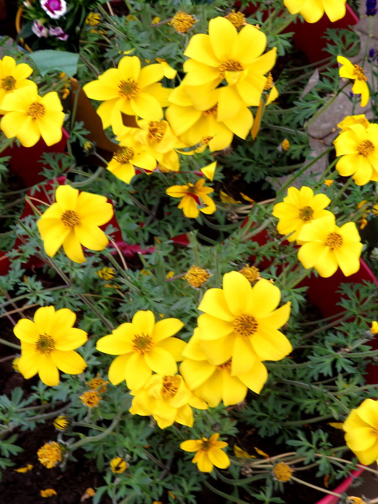 Tagetes lemmonii