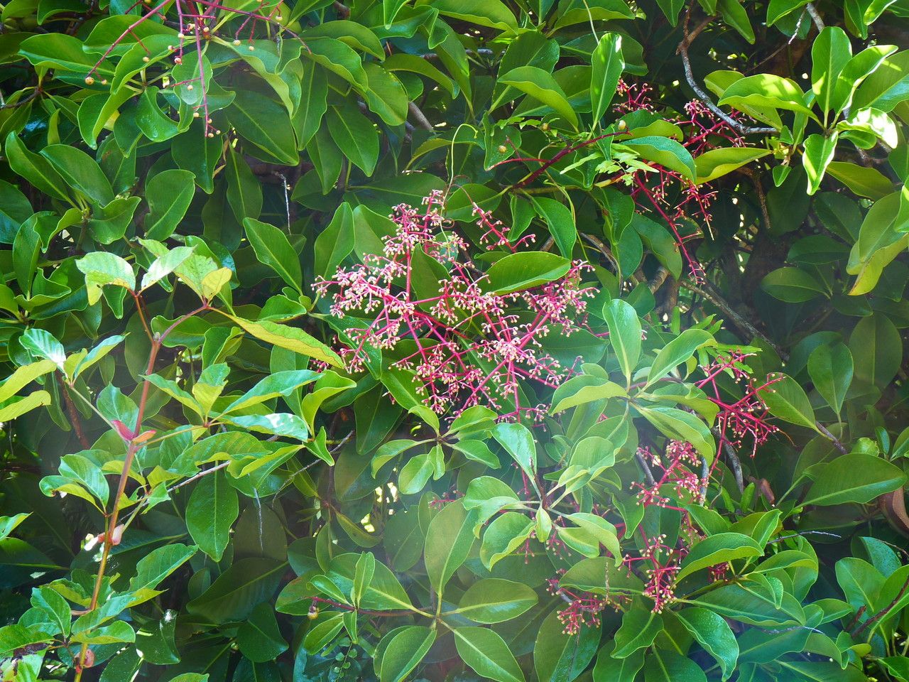 Tapeinosperma nectandroides