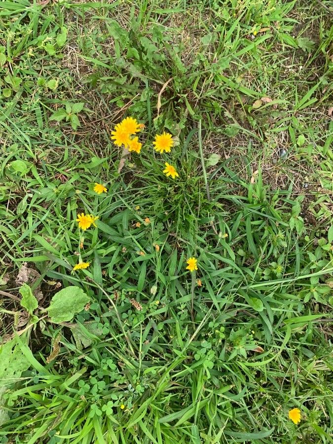 Taraxacum carneocoloratum