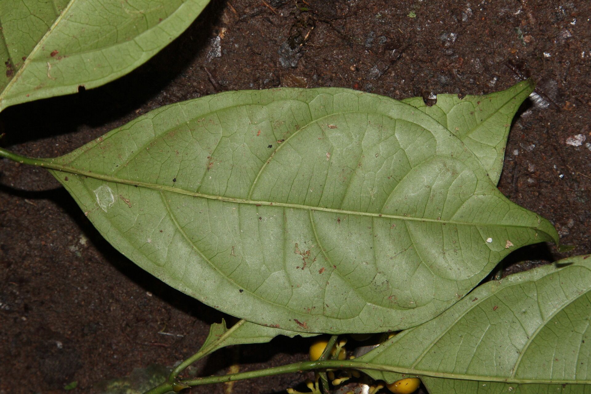 Tarenna pallidula