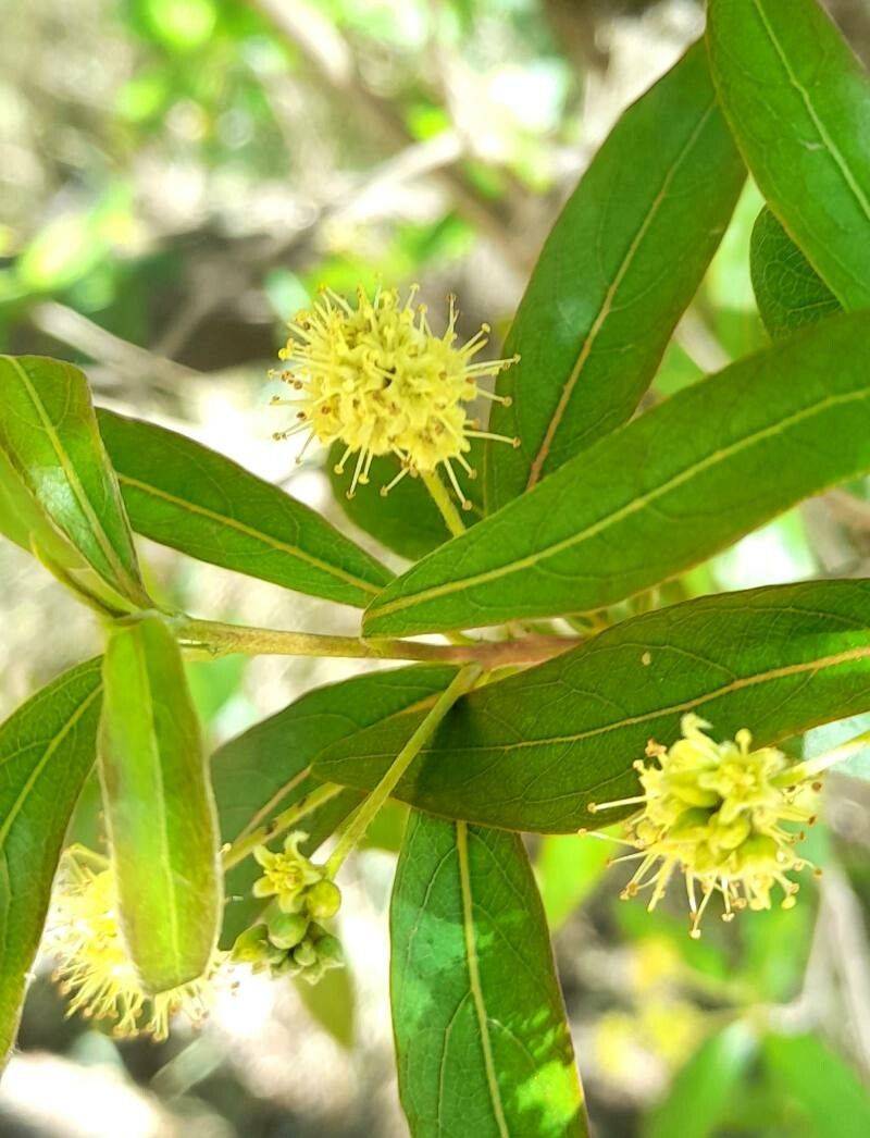 Terminalia australis
