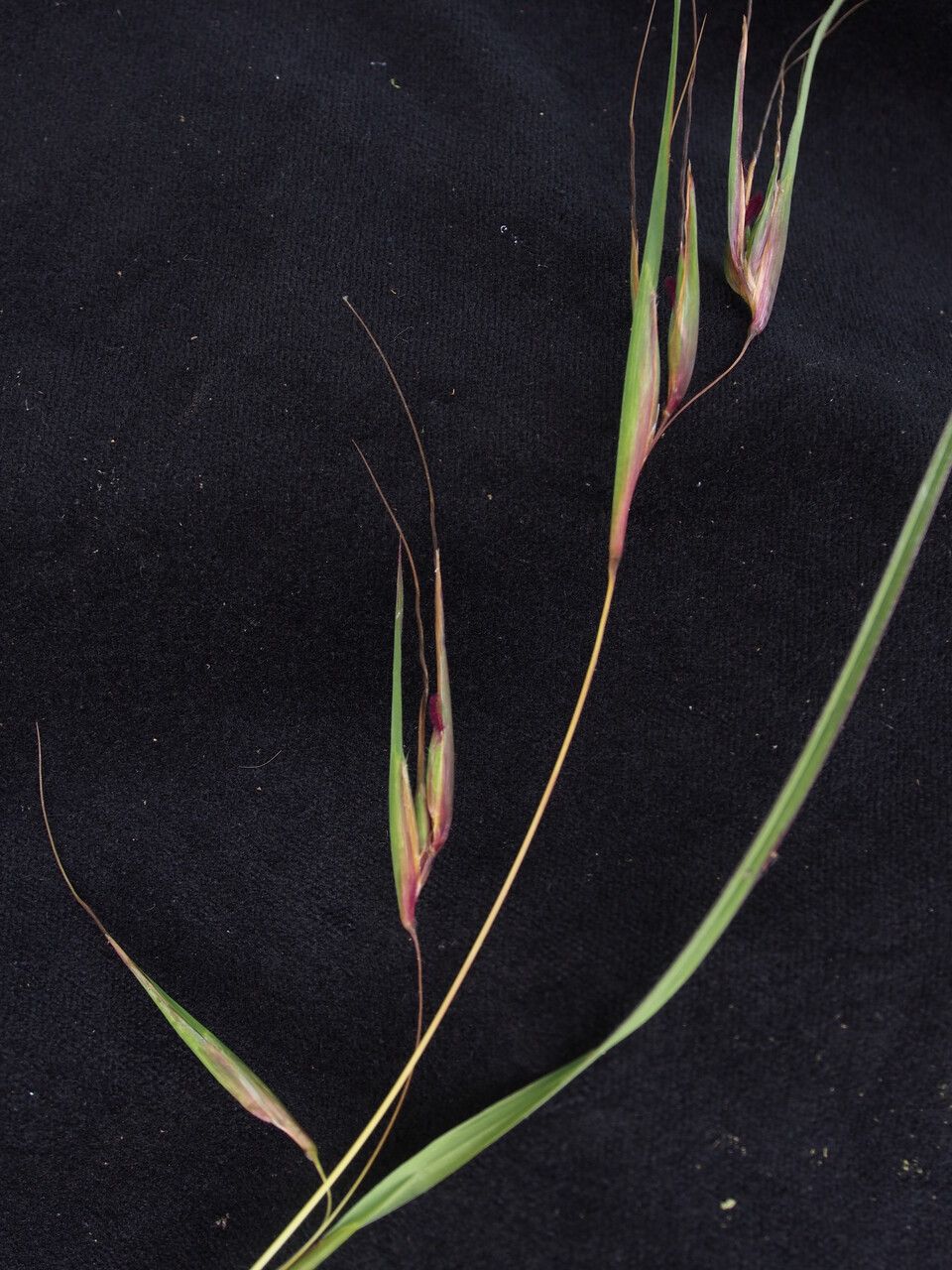 Themeda hookeri